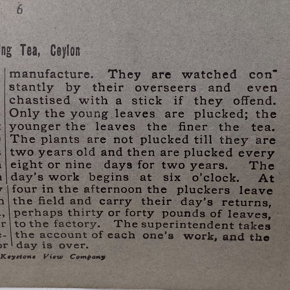Antique 1901 Stereoview Photo Card Tea Gatherers Galle Ceylon Hill Country - Picture 5 of 9
